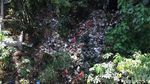 Ini yang Bikin Kalibaru Jadi Pulau Sampah