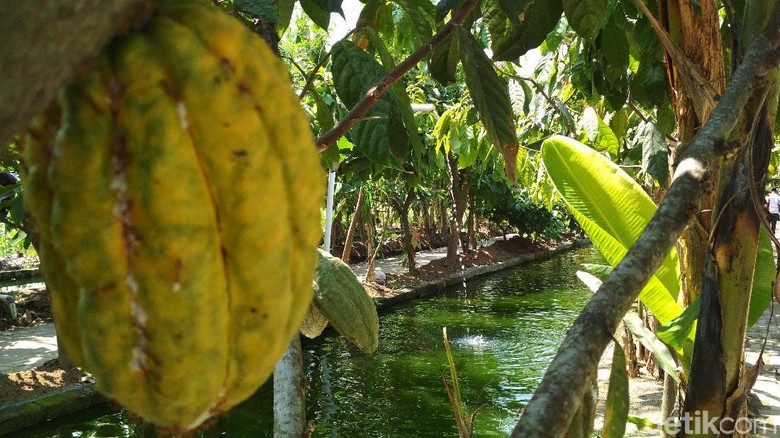 Mengintip Tumpangsari Kakao dan Kolam Ikan Nila di Kampung Cokelat Blitar Mengintip Tumpangsari Kakao dan Kolam Ikan Nila di Kampung Cokelat Blitar