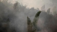Api ini menghancurkan Hutan Amazon, hutan hujan tropis terbesar di dunia yang merupakan benteng melawan perubahan iklim. Berdasarkan data dari lembaga penelitian luar angkasa Brasil, INPE, kebakaran hutan melonjak 83% sepanjang tahun ini. (Foto: REUTERS/Ueslei Marcelino)