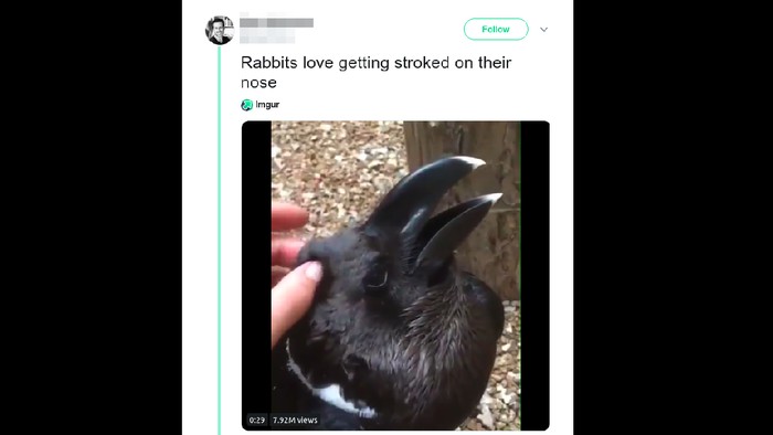 Warganet geger menentukan apakah ini burung atau kelinci. Foto: Tangkapan layar Twitter Warganet geger menentukan apakah ini burung atau kelinci. Foto: Tangkapan layar Twitter