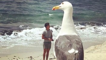 Ketemu burung raksasa! (Foto: Via Sohu)