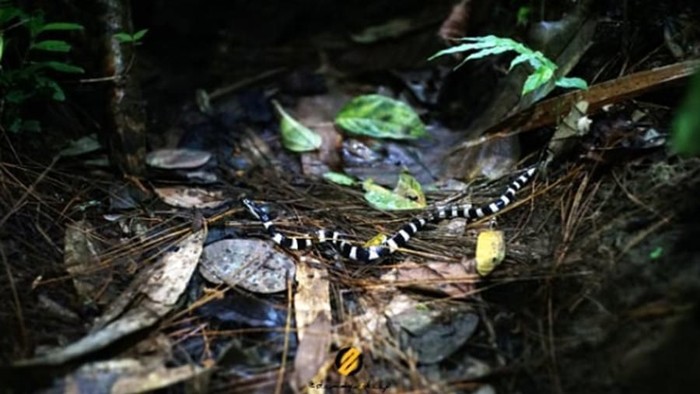Ular weling (bungarus candidus) adalah jenis ular berbisa dari suku elapidae yang menyebar di Asia Tenggara hingga ke Jawa dan Bali.
