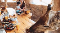  Di sini Anda akan dimanjakan dengan para jerapah yang masuk melalui jendela besar, dan asyik menyantap sarapan bersama Anda. Foto: Istimewa