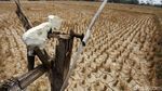 Potret Hamparan Sawah Kering di Kabupaten Bekasi
