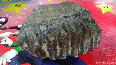 Penampakan Fosil Rahang Gajah Purba di Ciamis