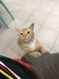 Beri Makan Kucing Kelaparan, Pria Ini Ditraktir Makan Orang Tak Dikenal