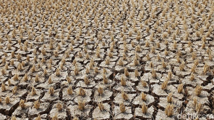 Hamparan sawah terlihat kering di Kawasan Cibarusah, Kabupaten Bekasi, Jawa Barat, Jumat (23/8/2019).