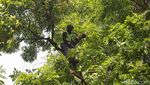 Antisipasi Tumbang, Batang Pohon Rindang Dipangkas