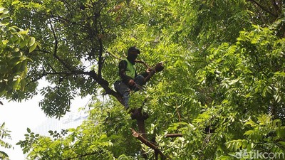 Antisipasi Tumbang, Batang Pohon Rindang Dipangkas