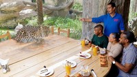 Kalau suka yang sedikit ekstrem, bisa makan siang bareng dengan Leopard atau macan tutul yang akan berjalan-jalan di atas meja Anda. Foto: Istimewa