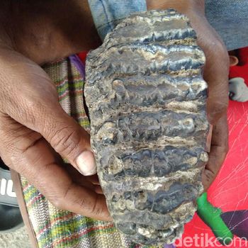 Rahang Gajah Purba Terkubur 1,5 Meter di Tanah Milik Unyil 