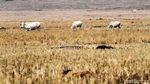 Potret Hamparan Sawah Kering di Kabupaten Bekasi