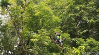 Dikhawatirkan pohon tersebut tumbang dan menimpa pengguna jalan.