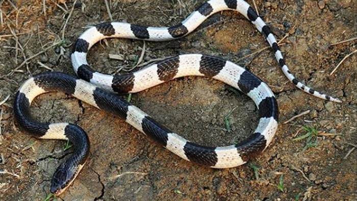 Ular weling (bungarus candidus) adalah jenis ular berbisa dari suku elapidae yang menyebar di Asia Tenggara hingga ke Jawa dan Bali.