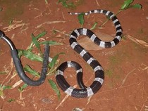 Pakar UGM Sebut Indonesia Belum Punya Antibisa Khusus Ular Weling