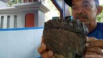 Penampakan Fosil Rahang Gajah Purba di Ciamis
