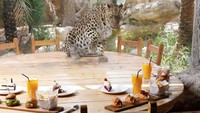 Pengalaman makan bersama satu meja dengan Leopard ini, merupakan pengalaman yang tak terlupakan. Sehingga banyak orang yang ingin makan di sini. Foto: Istimewa