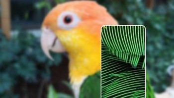Selain wujud, Redmi Note 8 Pro juga sudah mulai pamer kemampuan foto 64MP yang diusungnya. (Foto: dok. Redmi via GSMArena)
