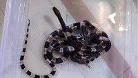 Ular weling (bungarus candidus) ini menyebar di Asia Tenggara. (bhejo_reptile_amateur/instagram).