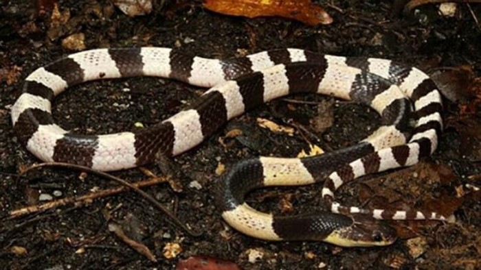 Ular weling (bungarus candidus) adalah jenis ular berbisa dari suku elapidae yang menyebar di Asia Tenggara hingga ke Jawa dan Bali.