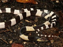 Bocah Pekalongan Kritis Usai Salah Diagnosis Ternyata Digigit Ular Weling