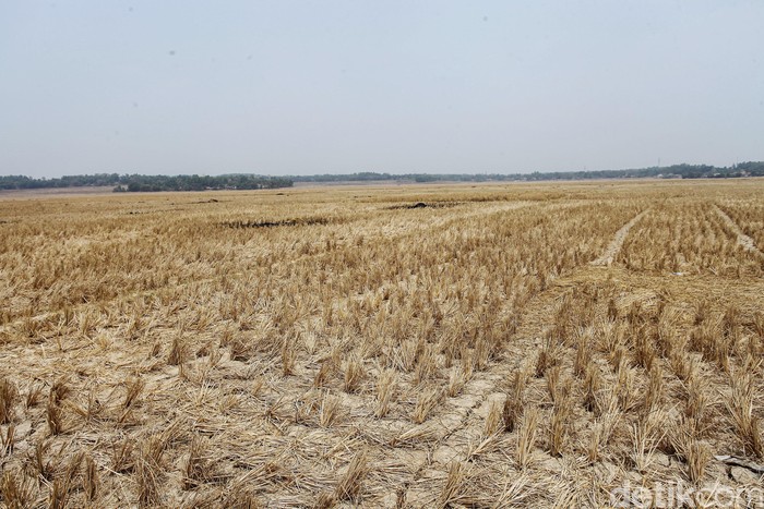 Hamparan sawah terlihat kering di Kawasan Cibarusah, Kabupaten Bekasi, Jawa Barat, Jumat (23/8/2019).