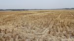 Potret Hamparan Sawah Kering di Kabupaten Bekasi