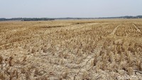 Sulitnya air membuat petani enggan untuk mengolah sawahnya. Sepi...