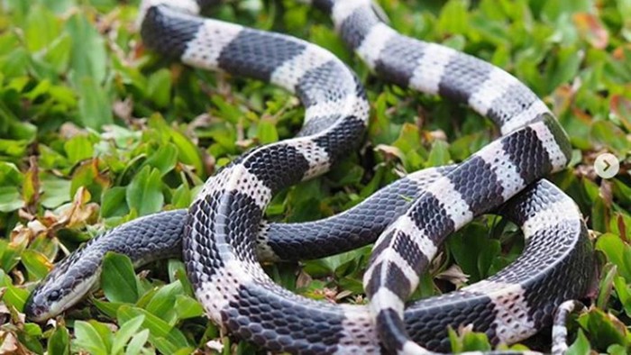 Ular weling (bungarus candidus) adalah jenis ular berbisa dari suku elapidae yang menyebar di Asia Tenggara hingga ke Jawa dan Bali.