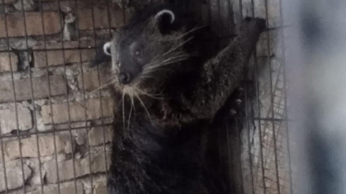 3 Ekor Binturong Disita dari Seorang Warga di Medan