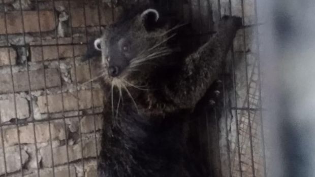 3 Ekor Binturong Disita dari Seorang Warga di Medan