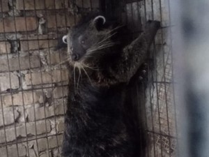 Polisi dan BBKSDA Sita 3 Binturong di Medan, Seorang Warga Diamankan