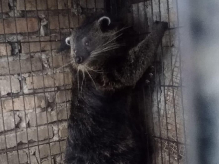 3 Ekor Binturong Disita dari Seorang Warga di Medan