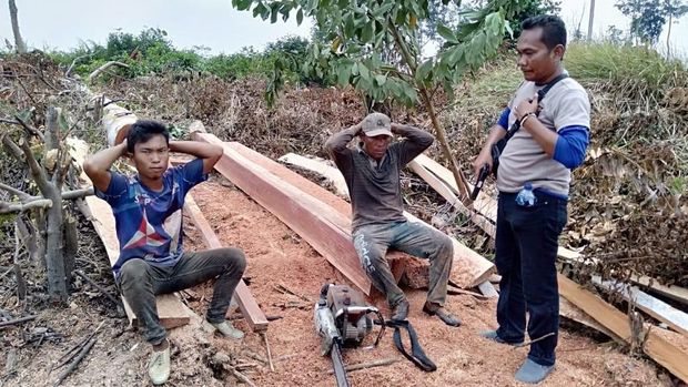 Polres Inhu Temukan Aktivitas Ilegal Logging di Taman Nasional