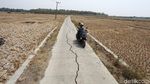 Potret Hamparan Sawah Kering di Kabupaten Bekasi