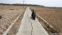 Tak hanya sawah, jalan beton yang membelah persawahan juga retak.