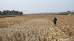 Potret Hamparan Sawah Kering di Kabupaten Bekasi
