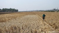 Seorang warga melintas di pematang sawah yang mengering di Cibarusah, Kabupaten Bekasi, Jawa Barat, Jumat (23/8/2019).