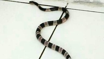 Ini Ular Weling yang Tewaskan Satpam Perumahan di Gading Serpong