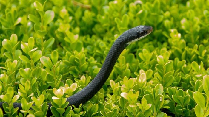 A black racer snake  is a common garden snake in Florida. It is hanging out in a bush.