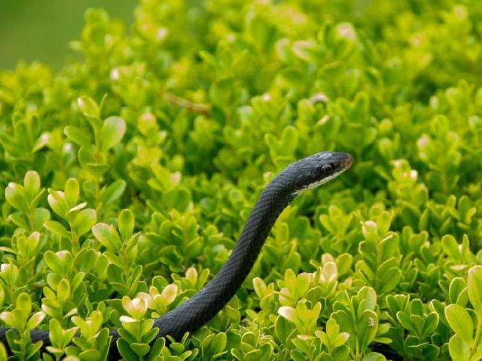 A black racer snake  is a common garden snake in Florida. It is hanging out in a bush.