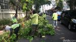 Antisipasi Tumbang, Batang Pohon Rindang Dipangkas