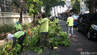 Sejumlah ranting pohon pun dipangkas agar tidak tumbang.