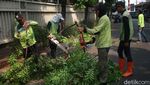 Antisipasi Tumbang, Batang Pohon Rindang Dipangkas