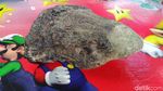 Penampakan Fosil Rahang Gajah Purba di Ciamis