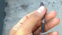 Ular weling (bungarus candidus) adalah jenis ular berbisa dari suku elapidae. (instagram/@mmnahdli)