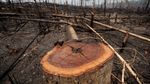 Hutan Amazon Membara dan Merana