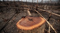 Selain pembakaran, hutan Amazon juga rawan pembalakan. REUTERS/Ueslei Marcelino.