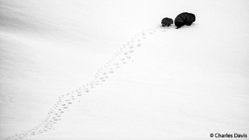 Pemenang kategori Portfolio: Charles Davis, New South Wales. Nikon D850, Nikon 200–400mm f4, 1/3200, f/4.0, ISO 160 Foto: Australian Geographic Nature Photographer of the Year