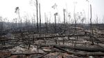 Hutan Amazon Membara dan Merana